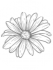 Silver Daisy Reflexology Logo